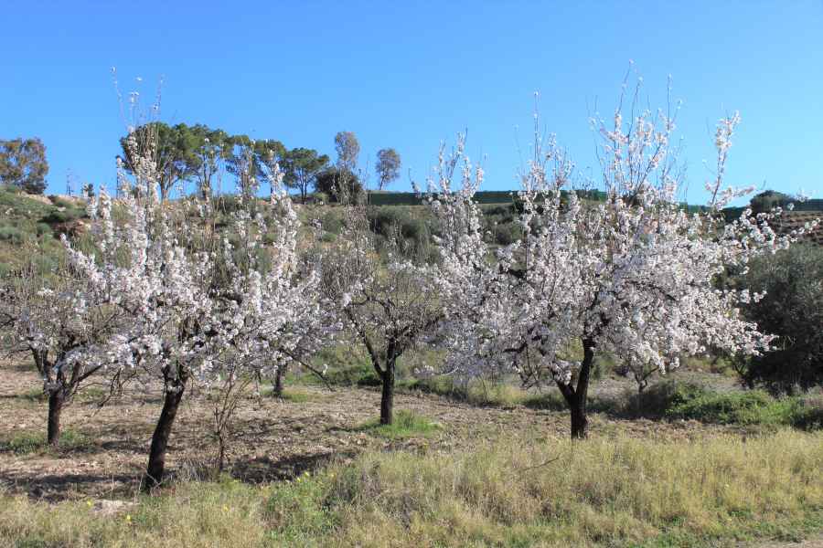 Mandelblüte Andalusien